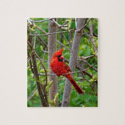 Perched Male Northern Cardinal Jigsaw Puzzle