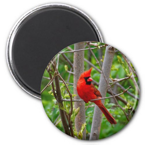 Perched Male Northern Cardinal Magnet
