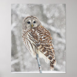 Perched Owl - Poster | Zazzle