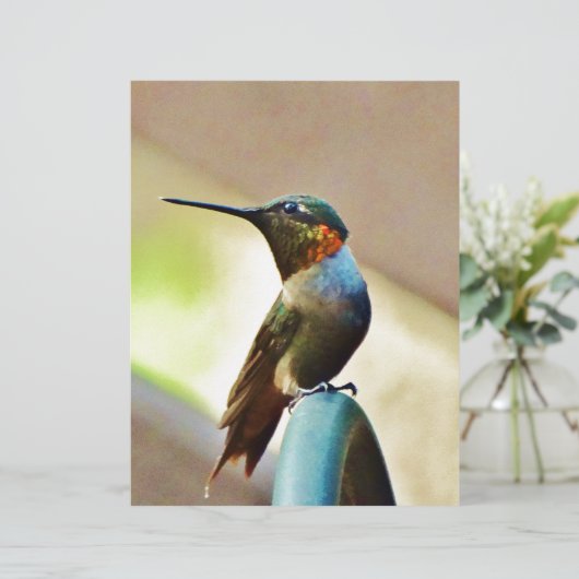 Perched Ruby and Green  little Hummingbird (Standing Front)