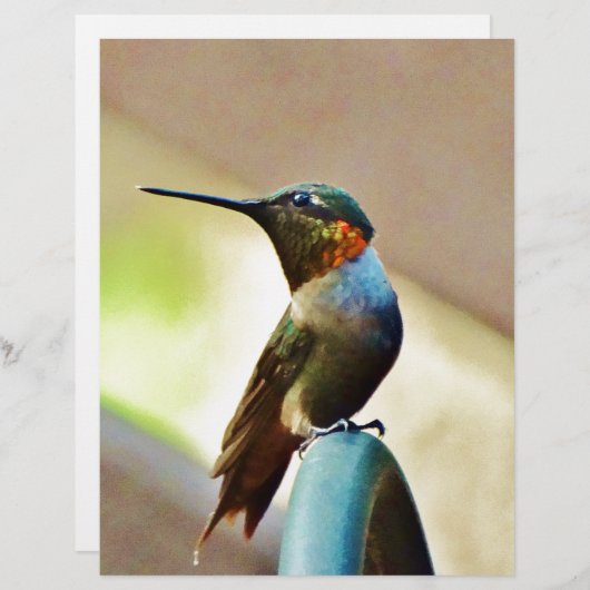 Perched Ruby and Green  little Hummingbird (Front/Back)