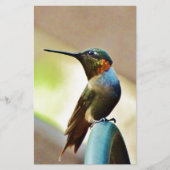 Perched Ruby and Green little Hummingbird (Front)