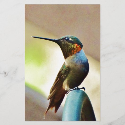 Perched Ruby and Green little Hummingbird (Front)