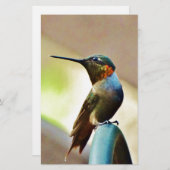 Perched Ruby and Green little Hummingbird (Front/Back)