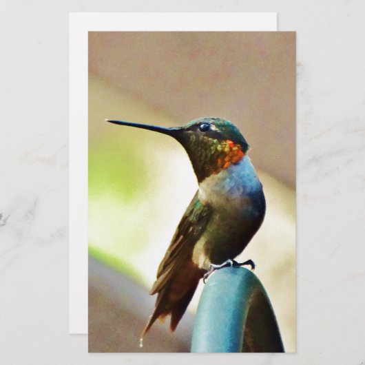 Perched Ruby and Green little Hummingbird (Front/Back)