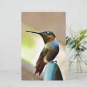 Perched Ruby and Green little Hummingbird (Standing Front)