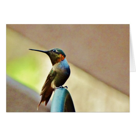 Perched Ruby and Green little Hummingbird (Front Horizontal)