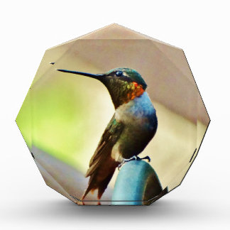 Perched Ruby and Green little Hummingbird Award