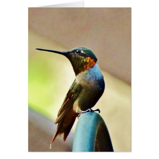 Perched Ruby and Green little Hummingbird Cards (Front)