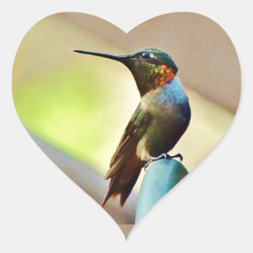 Perched Ruby and Green  little Hummingbird Heart Sticker