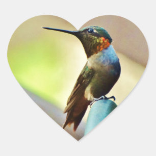 Perched Ruby and Green  little Hummingbird Heart Sticker
