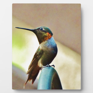 Perched Ruby and Green little Hummingbird Plaque