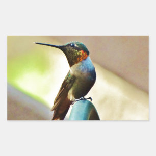 Perched Ruby and Green little Hummingbird Rectangular Sticker