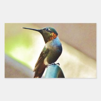 Perched Ruby and Green little Hummingbird Rectangular Sticker