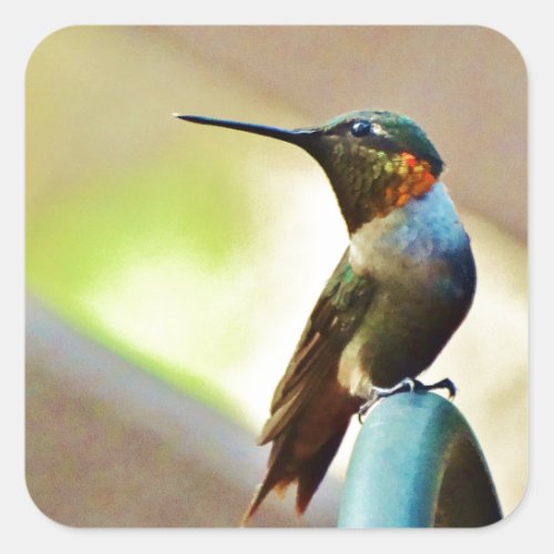 Perched Ruby and Green  little Hummingbird Square Sticker