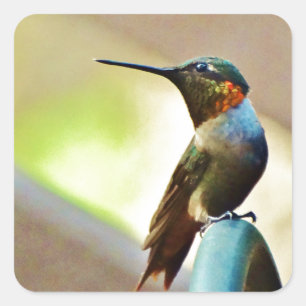 Perched Ruby and Green little Hummingbird Square Sticker