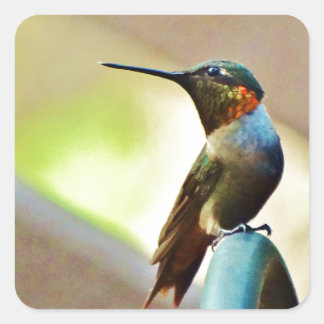 Perched Ruby and Green little Hummingbird Square Sticker