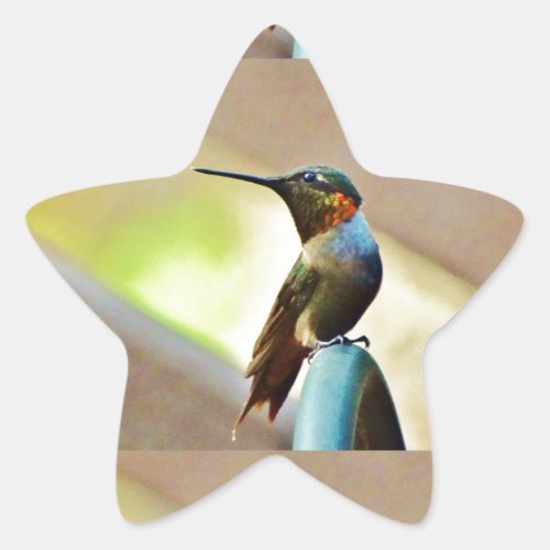 Perched Ruby and Green  little Hummingbird Star Sticker