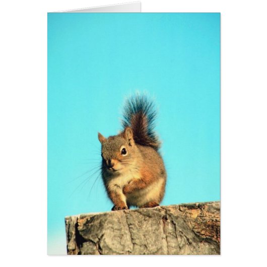 Perched Squirrel Cards (Front)