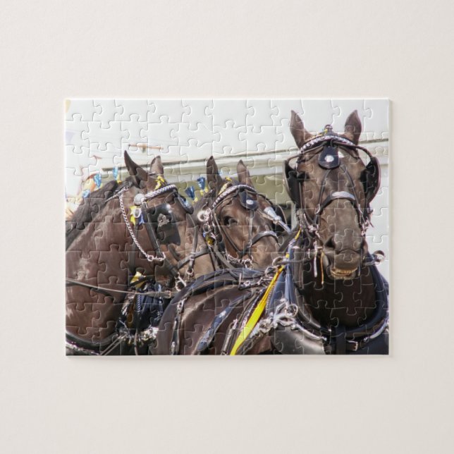 Percheron Draft Horse Jigsaw Puzzle (Horizontal)