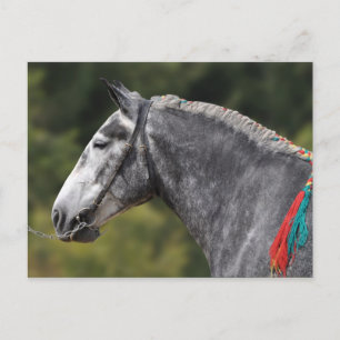 Percheron draft horse mare postcard
