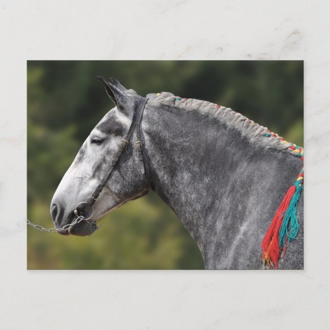 Percheron draft horse mare postcard (Front)