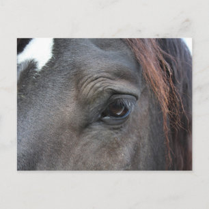 Percheron horse postcard