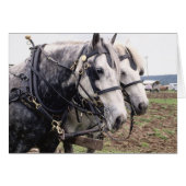 Percheron Tandem (Front Horizontal)