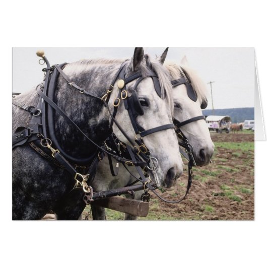 Percheron Tandem Cards (Front Horizontal)