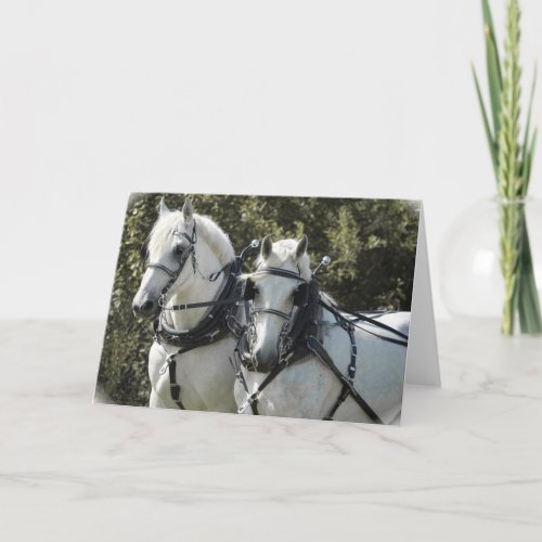 Percheron Team Card