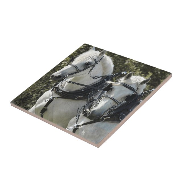 Percheron Team Ceramic Tile (Side)
