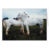 Percherons Grooming Each Other (Front Horizontal)