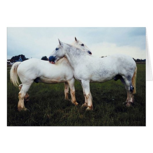 Percherons Grooming Each Other Cards (Front Horizontal)