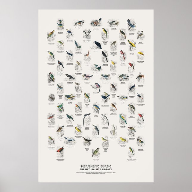 Perching Birds - Naturalist's Library Poster (Front)