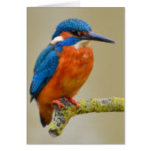 Perching Kingfisher (Front)