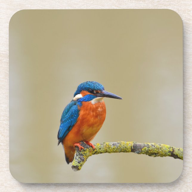 Perching Kingfisher Beverage Coaster (Front)