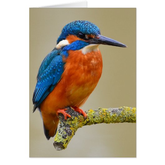 Perching Kingfisher Cards (Front)