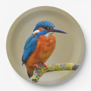 Perching Kingfisher Paper Plates