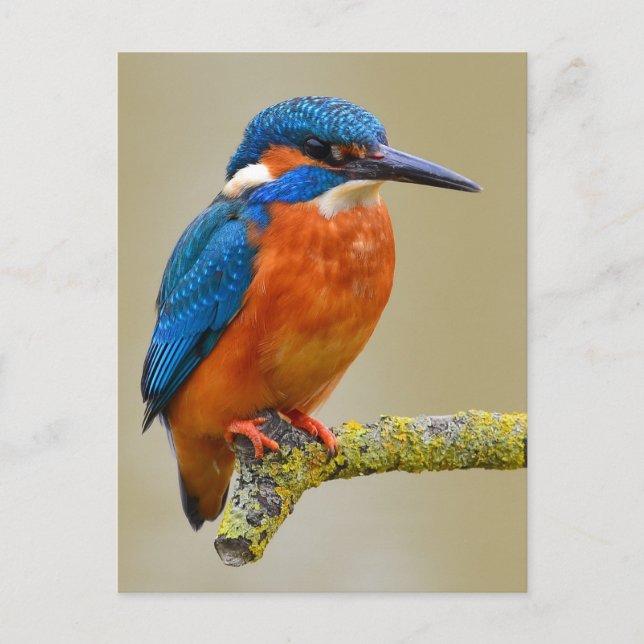 Perching Kingfisher Postcard (Front)