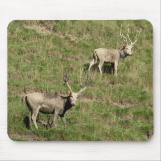 Père David's deer Mouse Pad