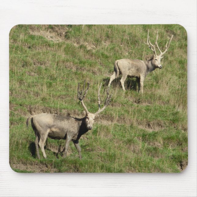 Père David's deer Mouse Pad (Front)