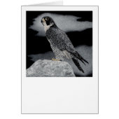 Peregrine Falcon (Front)