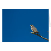 Peregrine Falcon (Front Horizontal)