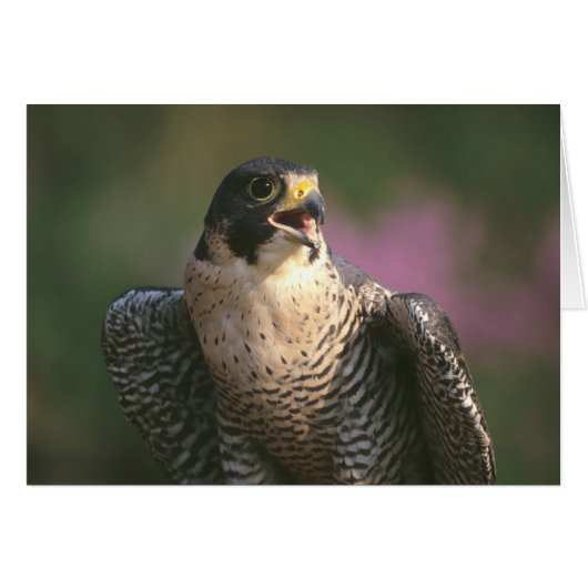 Peregrine Falcon (Front Horizontal)