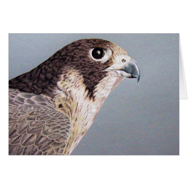 Peregrine Falcon (Front Horizontal)