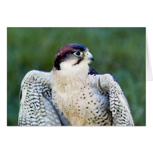 Peregrine Falcon (Front Horizontal)