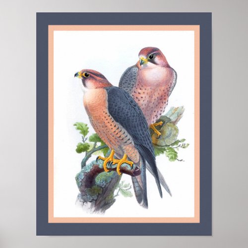 Peregrine Falcon 1860s Print