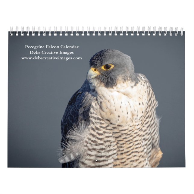 Peregrine Falcon 2026 Calendar (Cover)