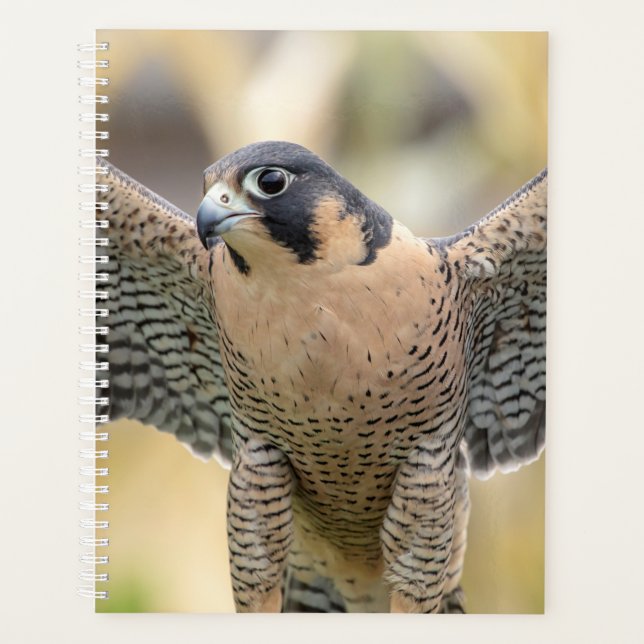 Peregrine Falcon 2026 Planner | Hudson Valley Wild (Front)