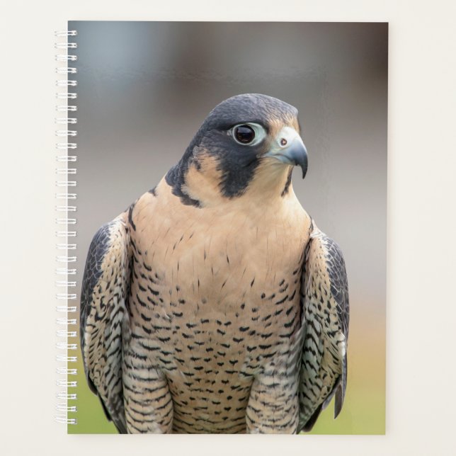 Peregrine Falcon 2026 Planner | Hudson Valley Wild (Front)
